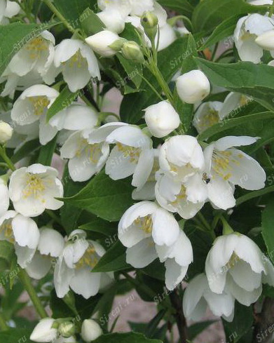 Чубушник `Воздушный Десант`, Philadelphus `Vosdushnyj Desant` | СадПарад